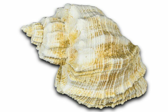 Miocene Fossil Nutmeg Snail (Trigonostoma) Shell - France #365582